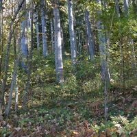 Aufstieg zum Falkenstein