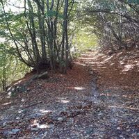 Bosco di Pian Prà