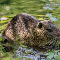 Nutrias am Annaweiher im romantischen Waschtal