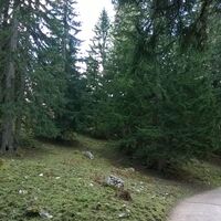 Durch den Wald