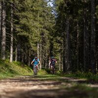 Weg im Wald - Königsroute
