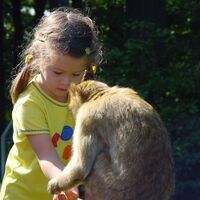 Kind beim Füttern eines Berberaffen