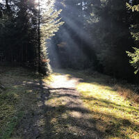 Die Sonnenstrahlen brechen sich im Nebel