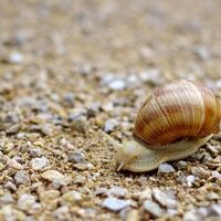Schnecke