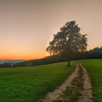 Der einsame Baum
