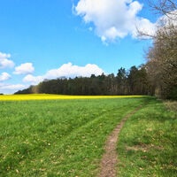 Frühlingsweg mit Rapsfeld zwischen Eitzen I und Bienenbüttel (Landkreis Uelzen)