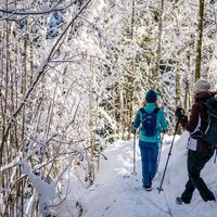 Scheffau_Winterwandern_Wald_Schnee