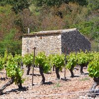 OENORANDO VISSOU 8 @ Gilles Delerue