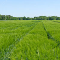 Ein grünes Kornfeld in der Nähe von Kirchtimke