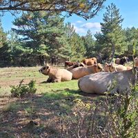 georando sorbs 14 -@ Sylvie Villedieu - CD34