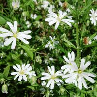 Flora