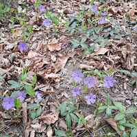 Flora Kleines Immergrün
