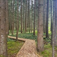 Abschnitt Im Wald auf dem Kuhnigundenweg