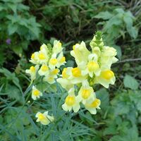 Flora
