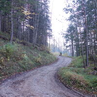 Aufstieg auf der Forststraße