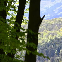 Ausblick auf den Wald bei Ostwig