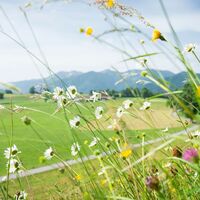 Blumenwiese in Fischbachau