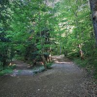Wald von Rothonne bei Belley
