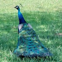Pfau im Pfauengarten Gaxhardt