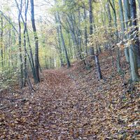 am Weg "Steiniger Weg"