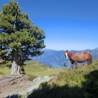 Pferdeherde vor der Schlossalm