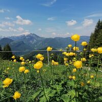 Trollblumen