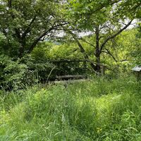 Durchs Dickicht runter
