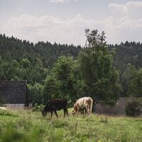Kühe am Weg