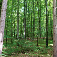 Sonniger Tag im Wald