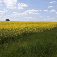 Blühendes Rapsfeld bei der Gutswaldwanderung