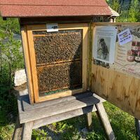 Bienen-Schaukasten