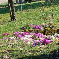 Blumenwiese im Februar