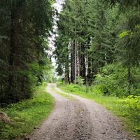kurzer steiler Anstieg im Wald