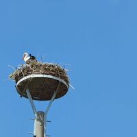 Storch im Storchendorf Wahrenberg an der Elbe