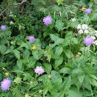 Flora: