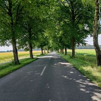 Allee zwischen Suderburg und Hösseringen