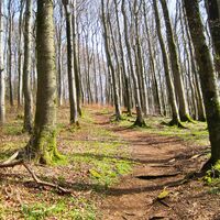 Eichenwald bei Neroth