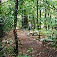 Impression vom Ganerbenweg - Sie sind nicht auf Waldautobahnen unterwegs!