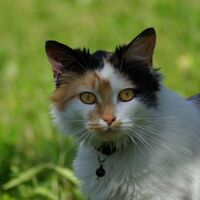 Katze am Pinzgerhof