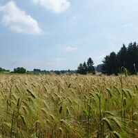 Bierweg
