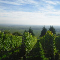 Der Blick wandert durch die Weinreben übers Tal.
