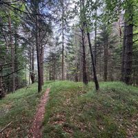 Der Kiefernwald