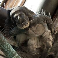 Dachdecker Peterskirche, Görlitz