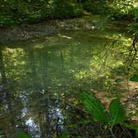 Die Goldgrube - ein kleiner Quellsee