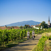 Radweg der elsässischen Weinberge - Mittelbergheim