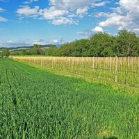 Obstplantagen im Renchtal