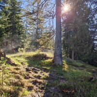 Morgendlicher Märchenwald