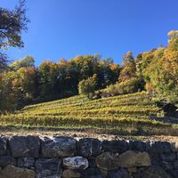 Der höchste Rebberg der Ostschweiz - Rebberg Portaser bei Pfäfers