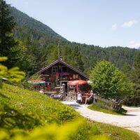 Scharnitzer Alm im Wald
