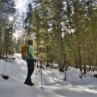 Der Wanderweg führt großteils durch den Wald